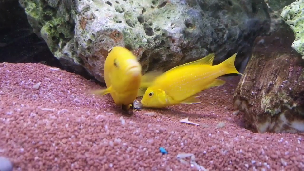 parade et reproduction Labidochromis Cæruleus.
