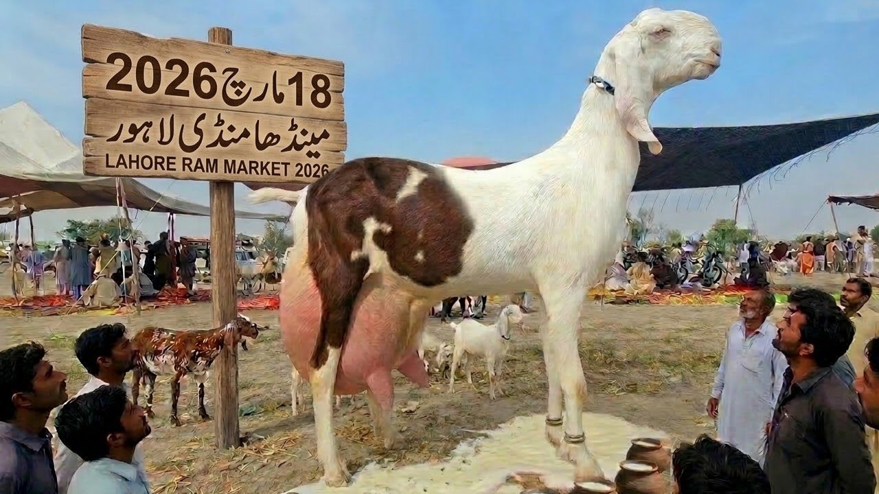 18 تاریخ 2026 بکرا منڈی لٹ گئی 😭 بھوت کے دن کی قربانی کے بکروں کے ریٹ بالکل ڈاؤن 😯