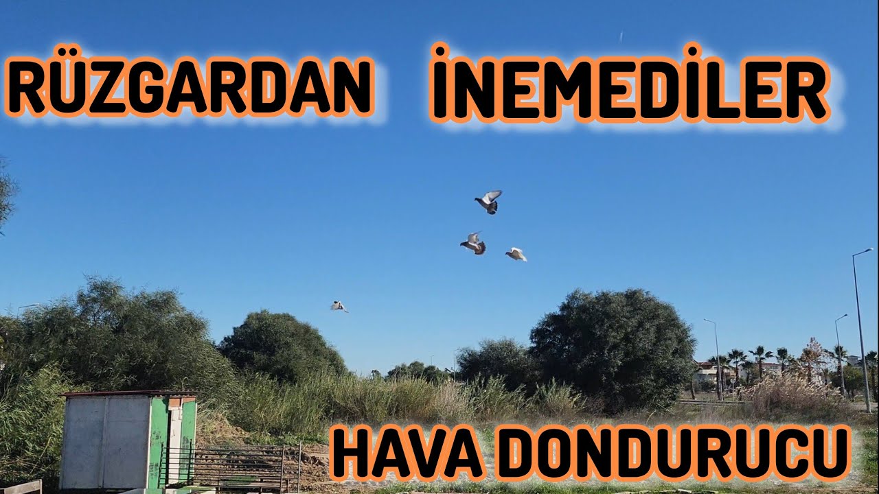 Soğuktan Donduk Ama Yılmadık Yavru Kuşları S&ouml;kmemiz Lazımm