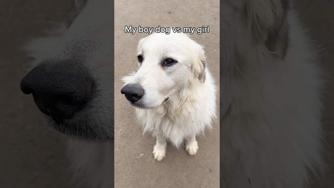 Did you know research suggests female dogs judge you more than male dogs? Have you noticed that too?