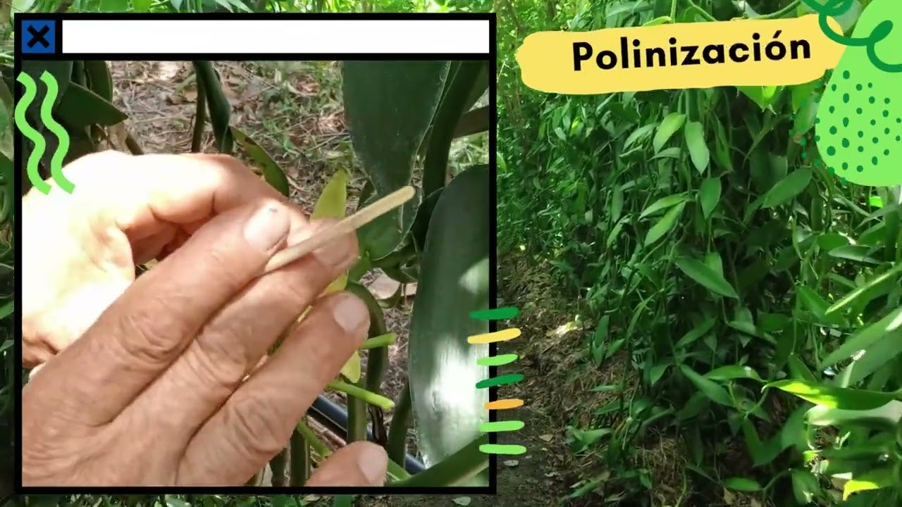 Polinizaci&oacute;n Flor de Vainilla