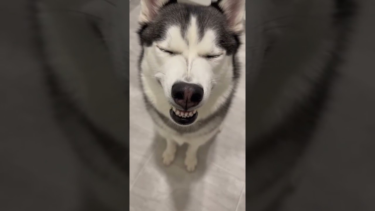 That dog's smile is way too brown nose! 😍😍 