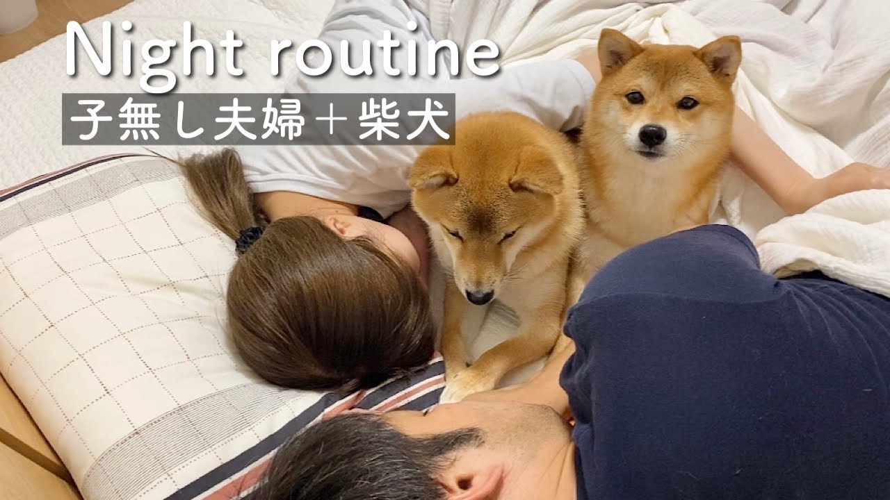 【ナイトルーティン】子無し夫婦と柴犬2頭のリアルな夜
