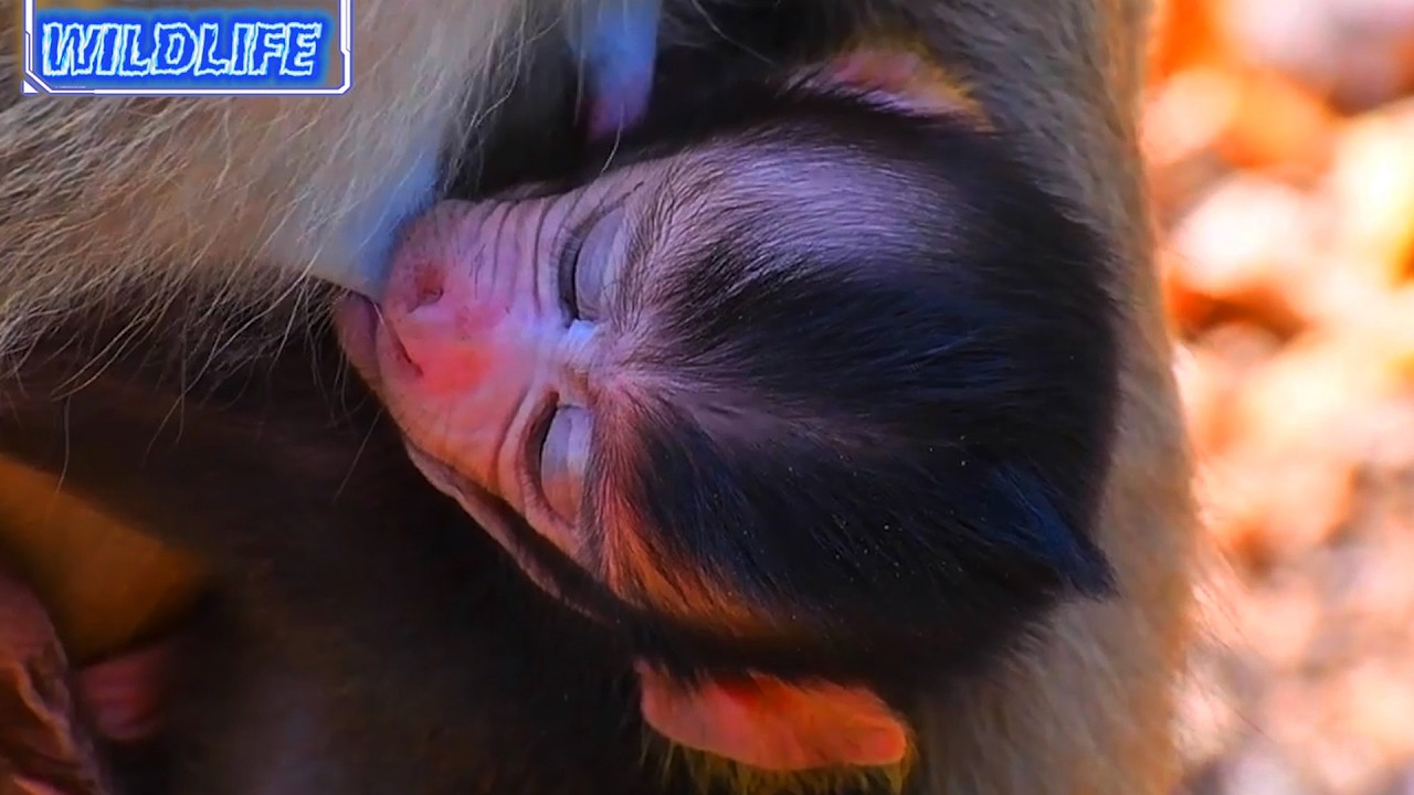 Top Cutest Moments Of Baby Monkey With Mommy's' Care, Adorable Wildlife 2026,