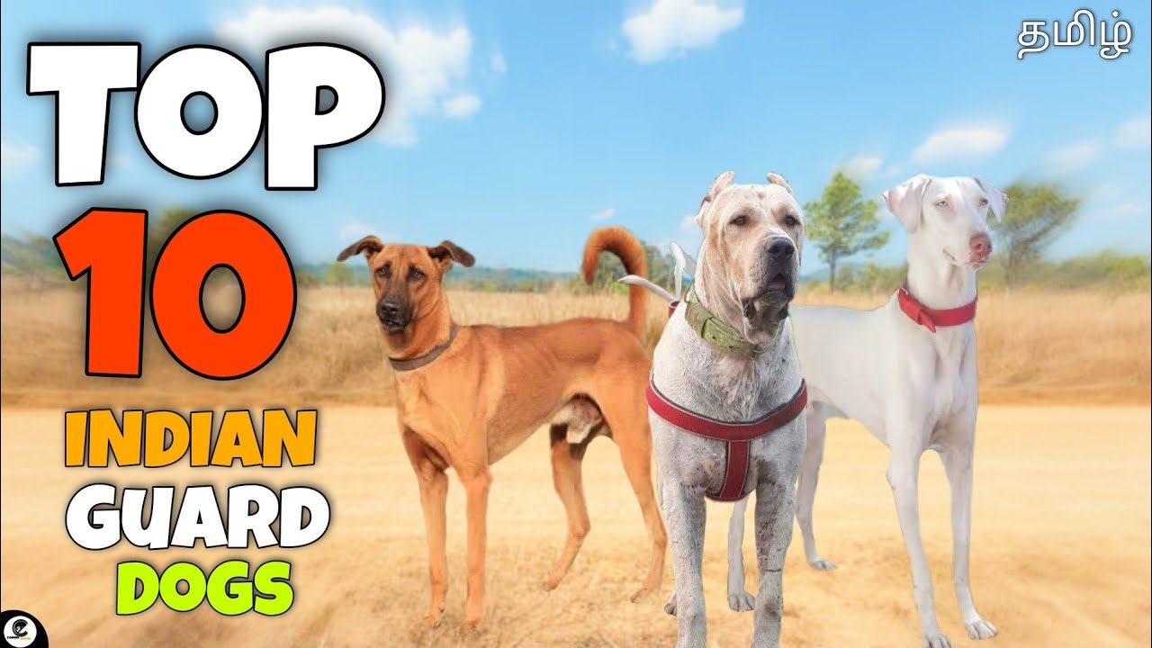 Top 10 Indian guard dog breeds | guarding | powerful | funny 😂