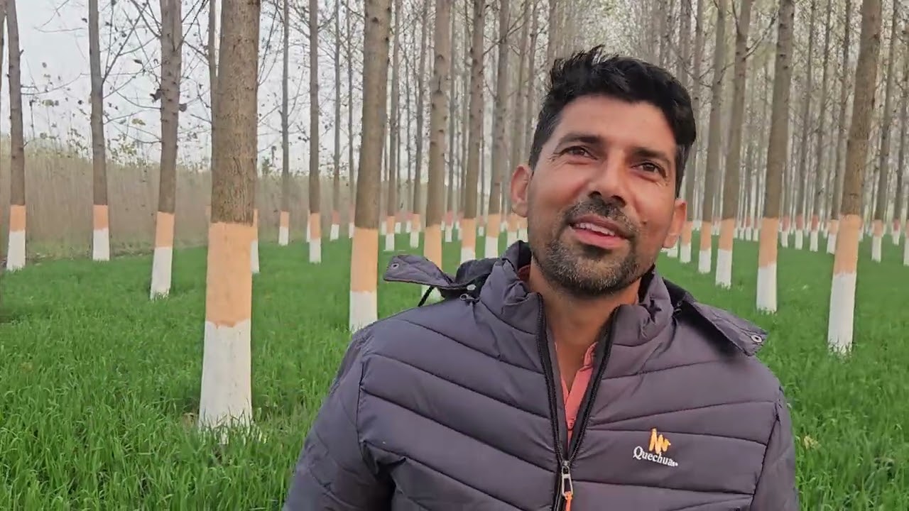 पॉपुलर खेती में कैसे सफल होगे किसान, क्या दूरी क्या वैरायटी, क्या खाद जिसे पेड़ जल्दी तैयार 