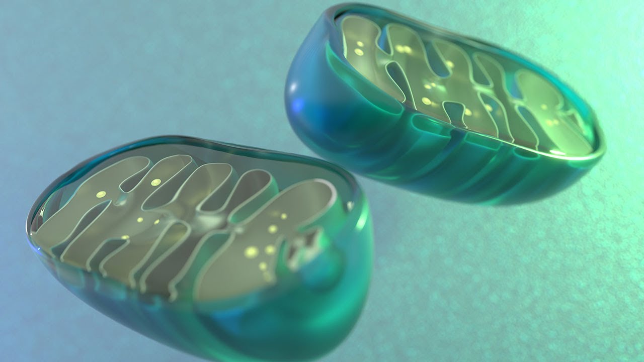 The benefits of studying mitochondrial disease