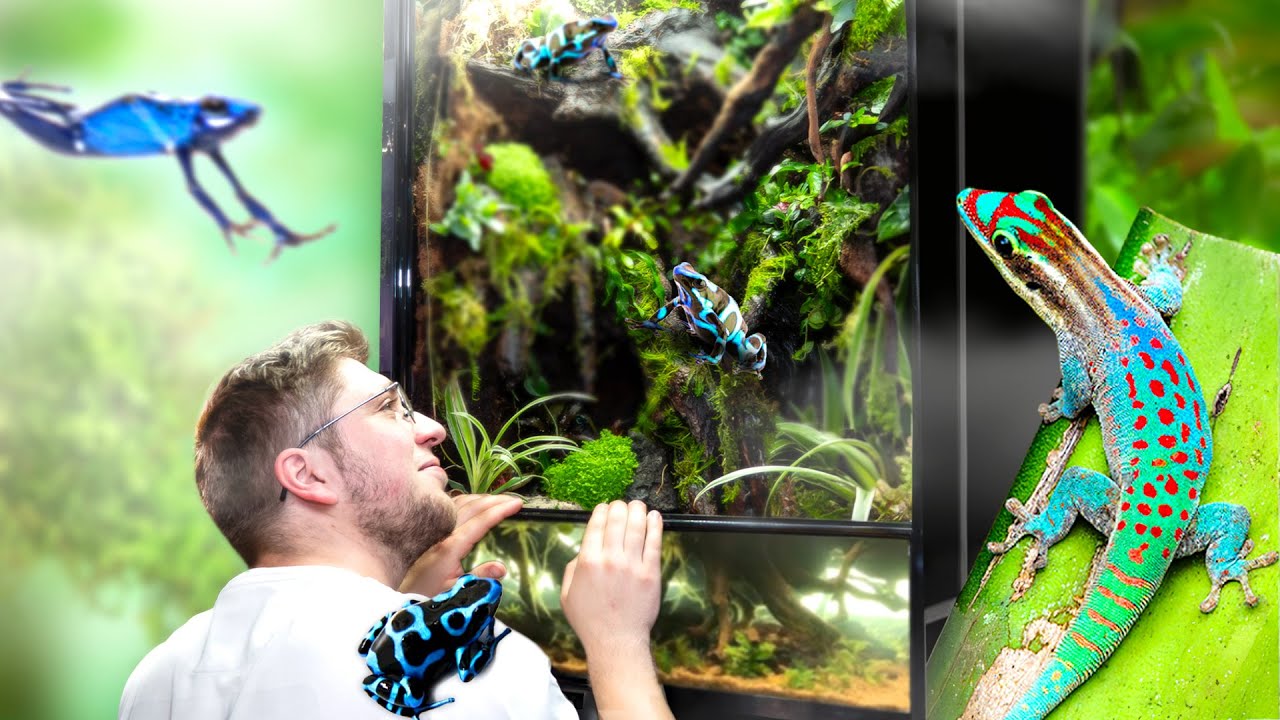 Un PALUDARIUM pour MINIS LÉZARDS et GRENOUILLES (dendrobates)