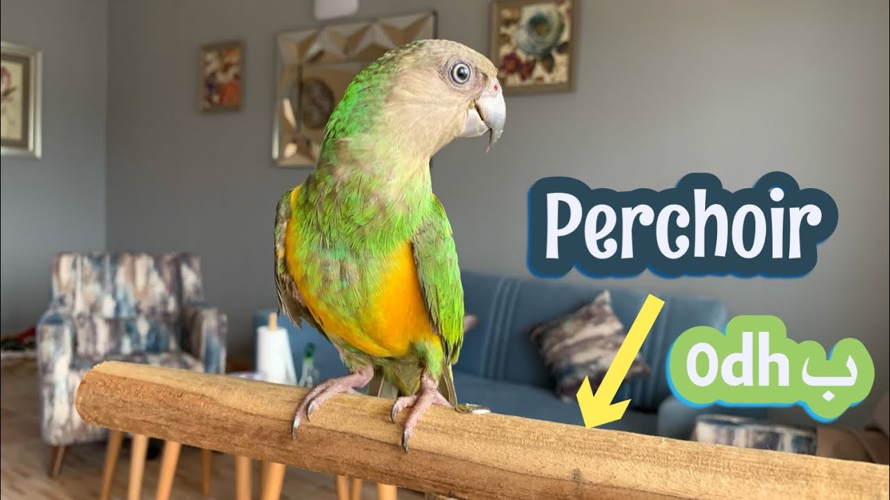 كيف اعمل perchoir للببغاء ب 0 درهم
