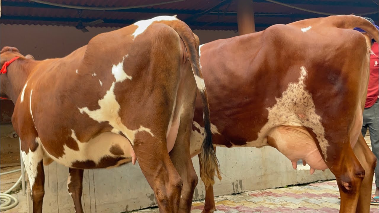 🔥AYRSHIRE AVAILABLE FOR SALE , 2 Teeth 🦷 & 35L Milk Capacity at CHOPRA Dairy Farm , 70096-45902
