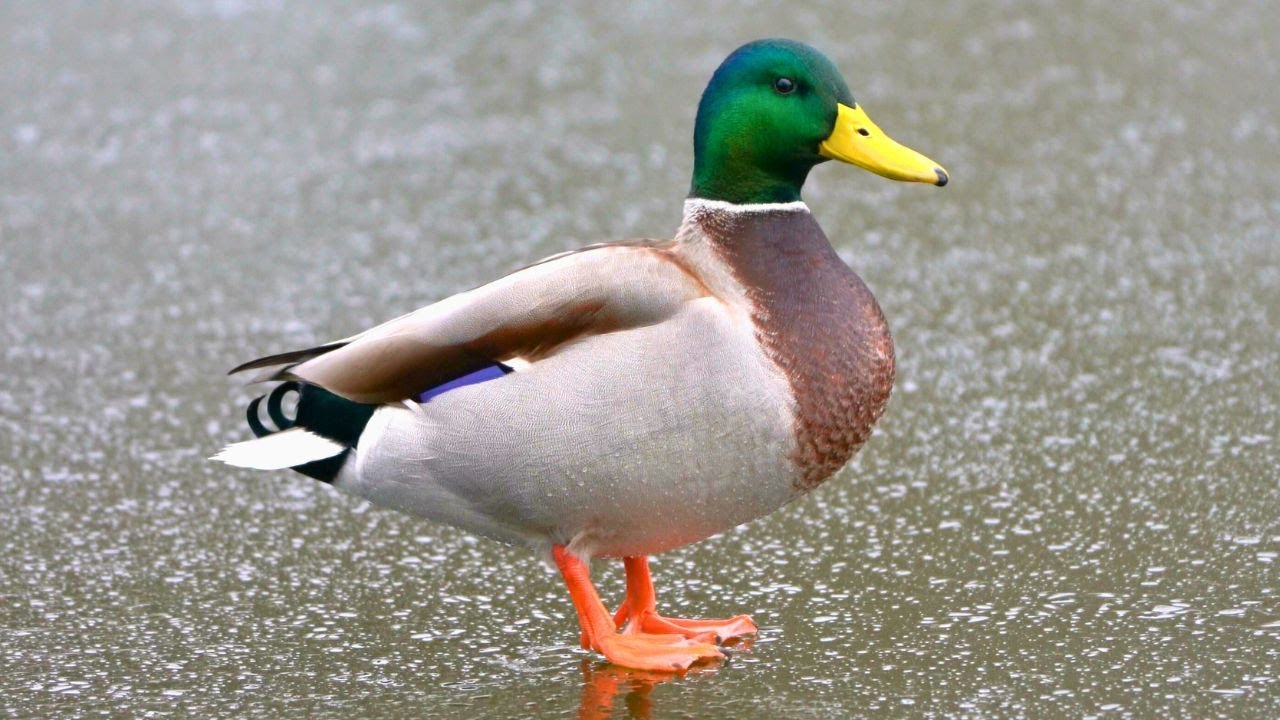Male Arctic Ducks on the Ice [4K] Mallard Duck Drakes