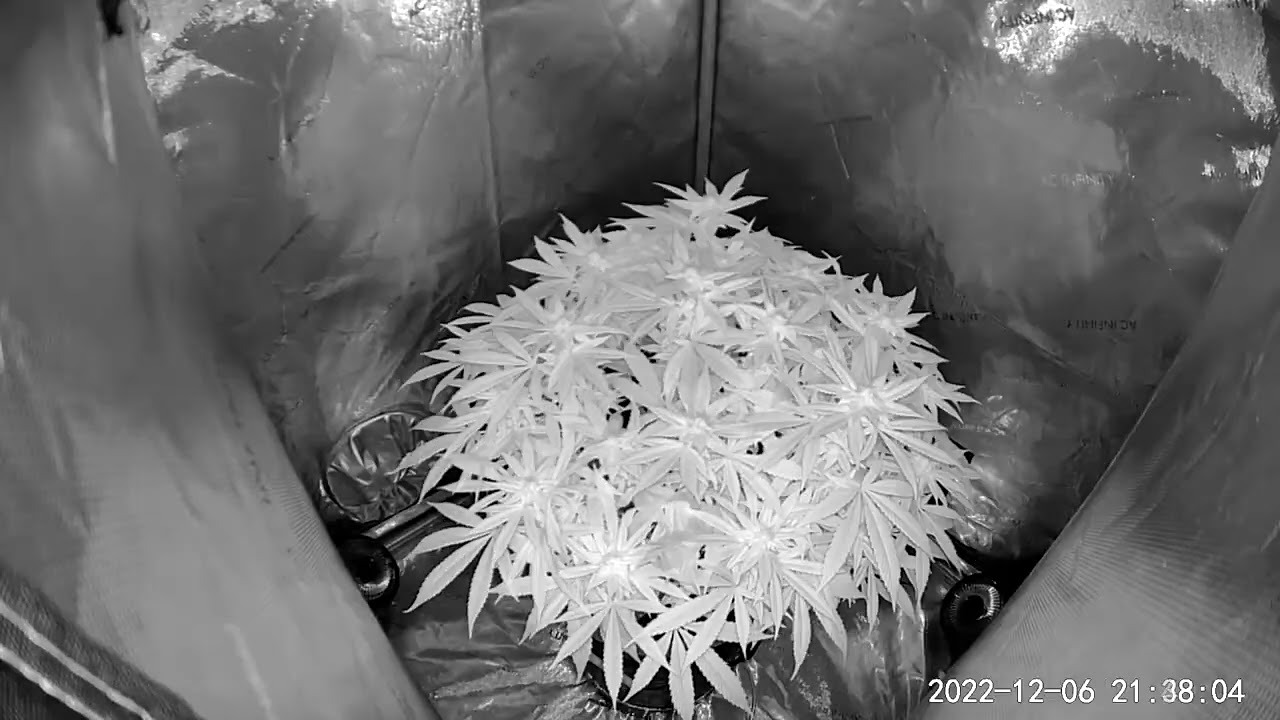 Tropicanna Poison - Flower Timelapse