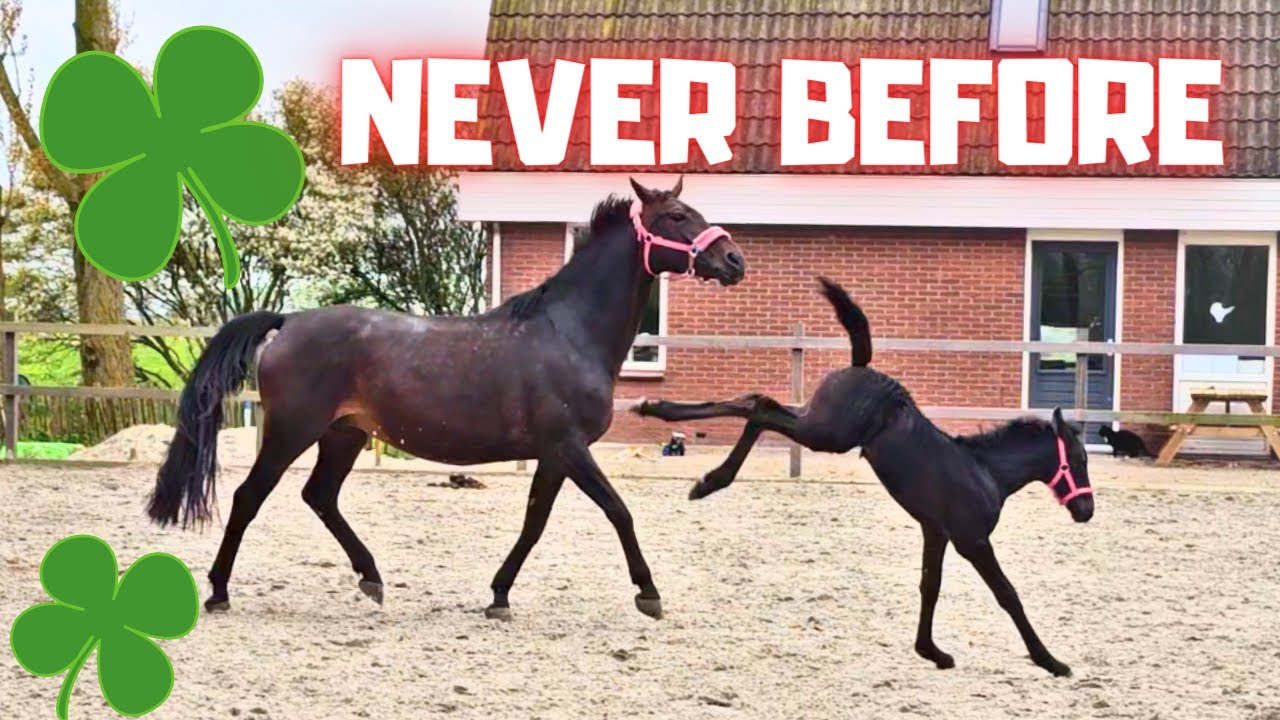 I've never seen this before!! Blomke and Belle go wild! The last from Queen👑Uniek | Friesian Horses