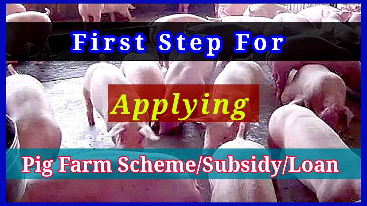 Nagamese: Piggery Farm Loan Part-2 | Required Documentation For Pig Farm Loan | Scheme/Subsidy.