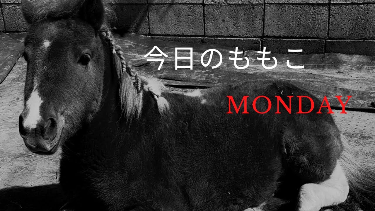 今日のウマ娘ももこ Monday 