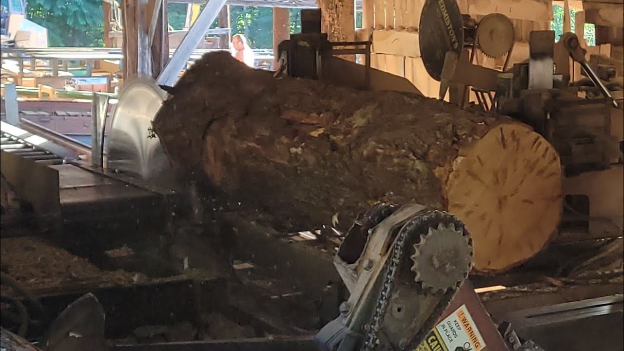 Sawing Maple on Monday morning  #70