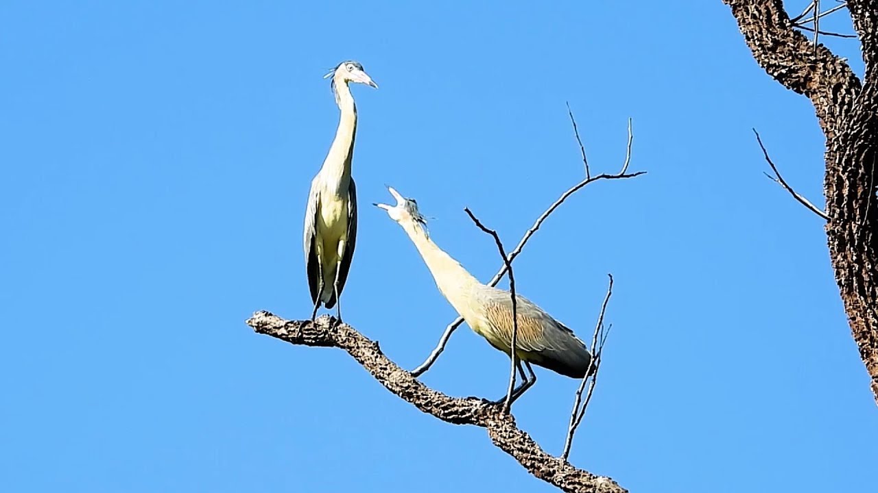 O CANTO da MARIA-FACEIRA (SYRIGMA SIBILATRIX), WHISTLING HERON, Linda gar&ccedil;a brasileira.