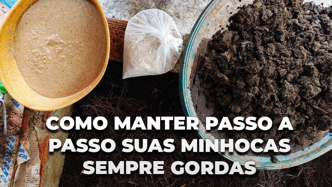 Como manter passo a passo suas minhocas sempre gordas