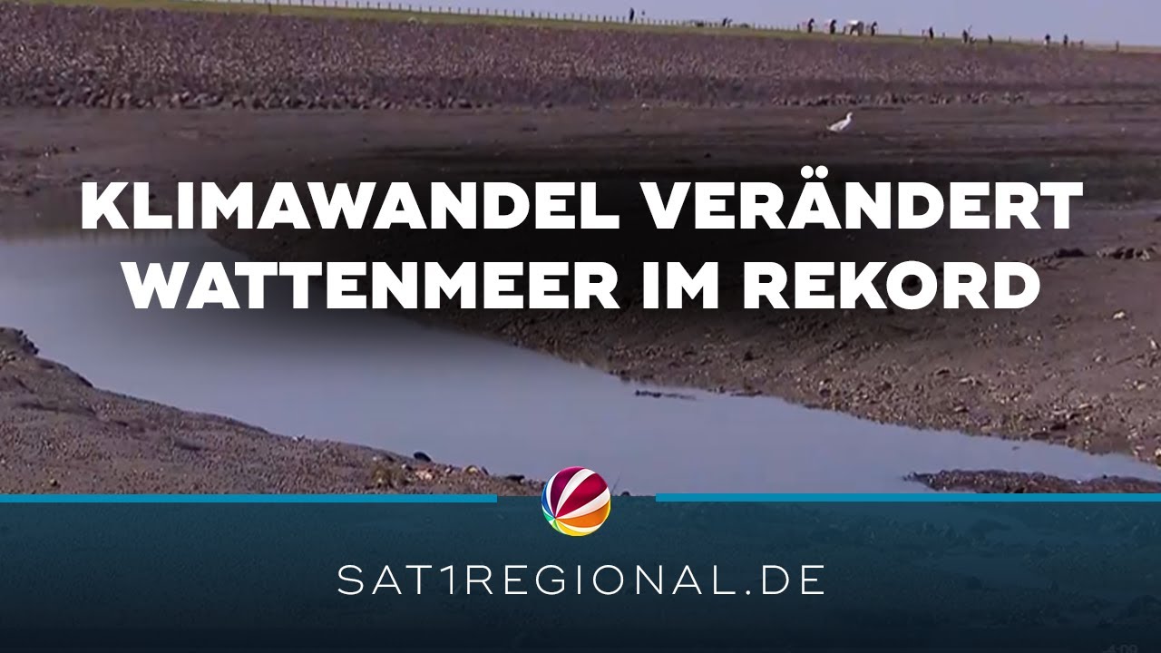 Neue Studie: Klimawandel verändert Wattenmeer in Rekord-Geschwindigkeit