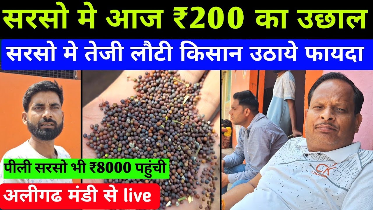सरसो के भाव मे ₹200 की तेजी | सरसो का भाव आज का | पीली सरसो का भाव | अलीगढ मंडी भाव | dhan ka rate 