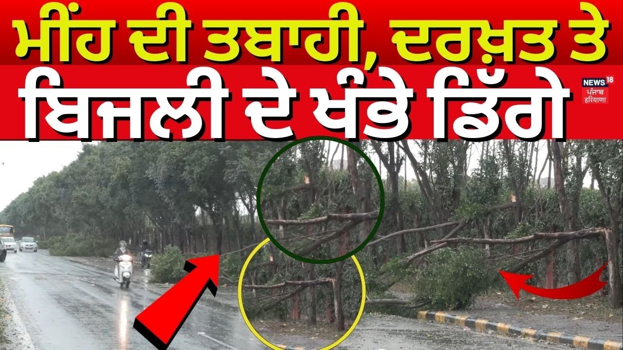 Chandigarh Weather Update | ਮੀਂਹ ਦੀ ਤਬਾਹੀ, ਦਰਖ਼ਤ ਤੇ ਬਿਜਲੀ ਦੇ ਖੰਭੇ ਡਿੱਗੇ | Rain Alert | N18V