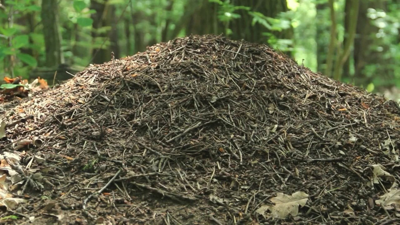 Owady społeczne  Materiał do prowadzenia lekcji zdalnych