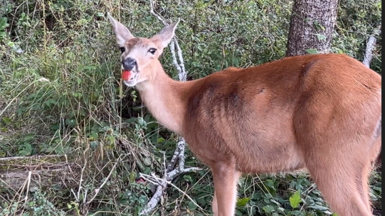 How Does A Deer Eat An Apple? (In Case You Wanted to Know!) #animallover #deer #wildlife