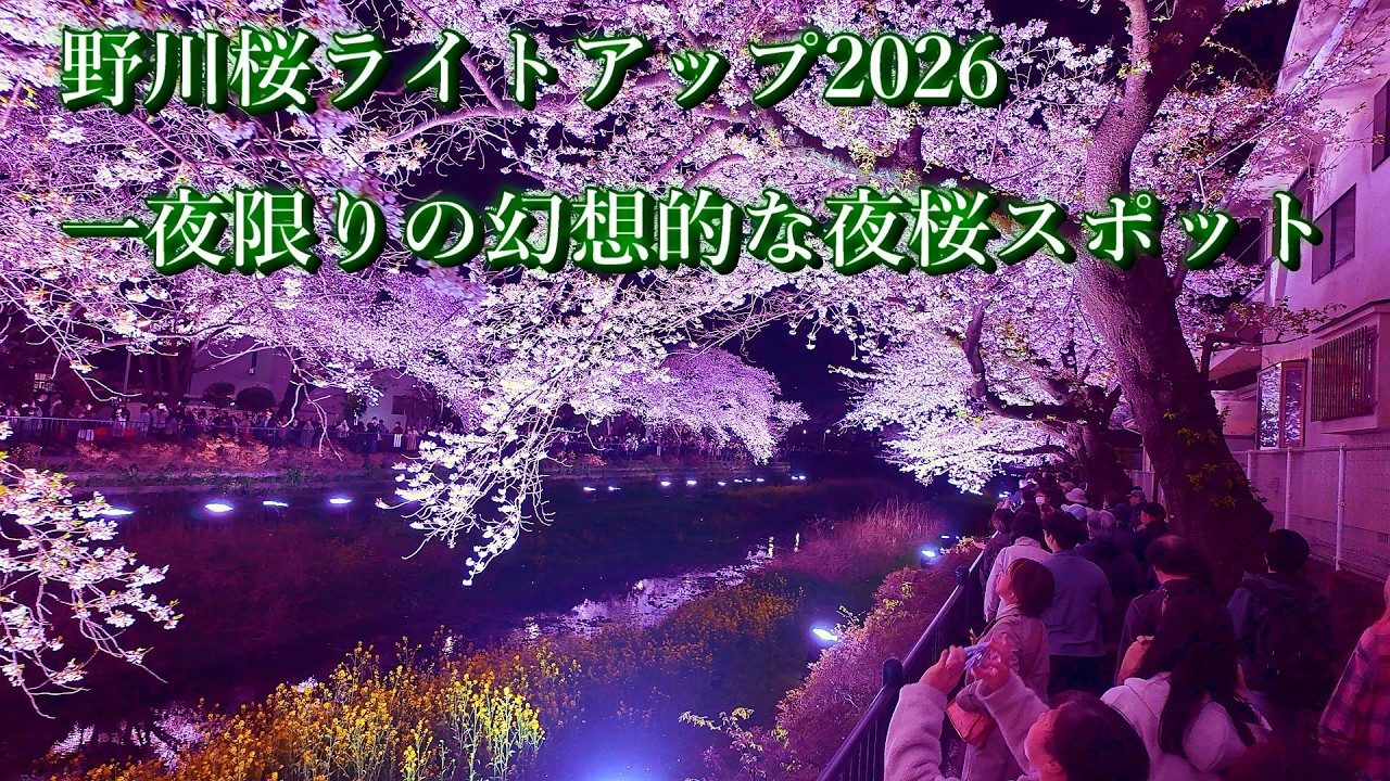 【東京調布】野川桜ライトアップ2026 一夜限りの幻想的な夜桜スポット