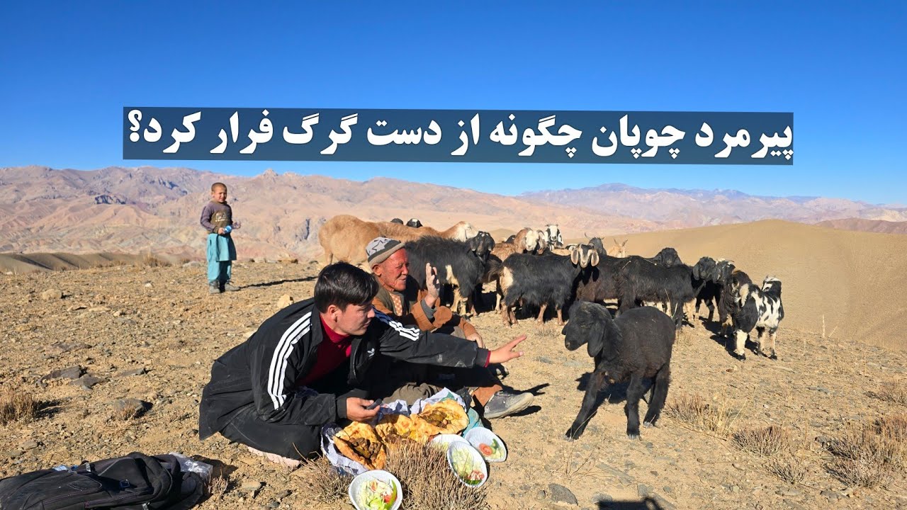 گرگ‌ها آرامش به چوپان ۶۰ ساله در بلندی‌های کوه بابا نمانده😱