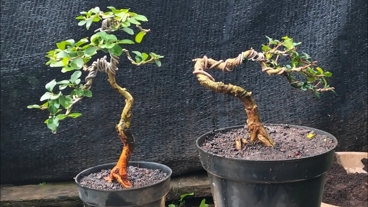 Bonsai sederhana setelah ganti media jadi bonsai istimewa