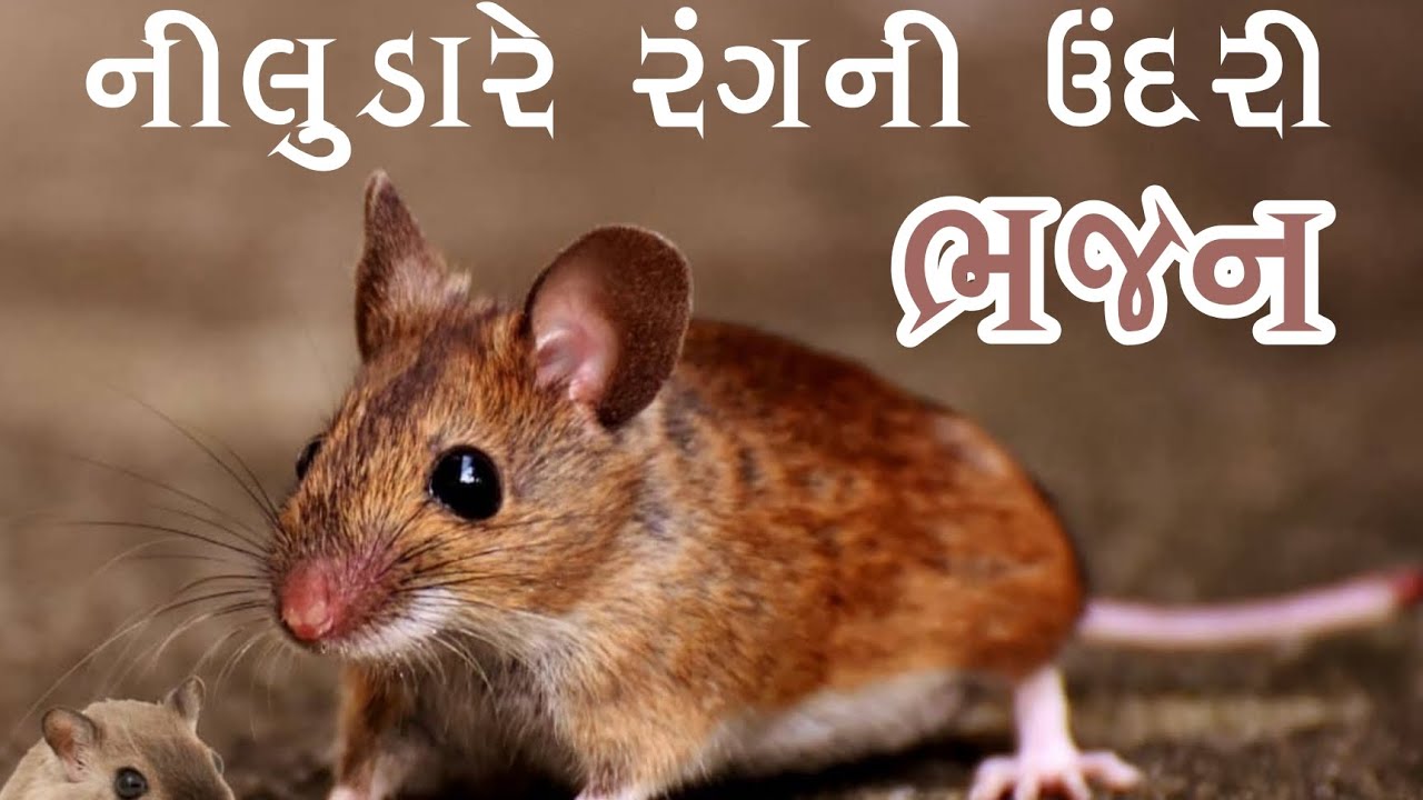 ||નીલુડારે રંગની ઉંદરી માળા ફેરું રામ તારી હરિ|| ||આરાધી વાણી ભજન||