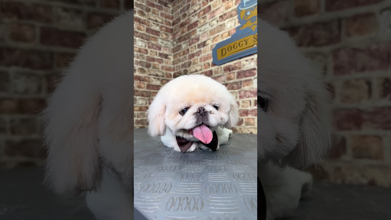 Doggy Daily, выпуск 439: Пекинес Пэдди 🐾 #пекинес #уходзасобаками