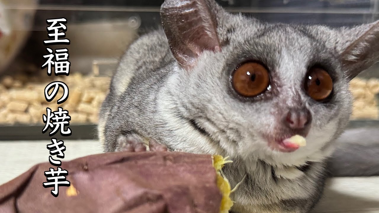 Bushbaby 焼き芋大好き！ショウガラゴの至福モグモグタイム