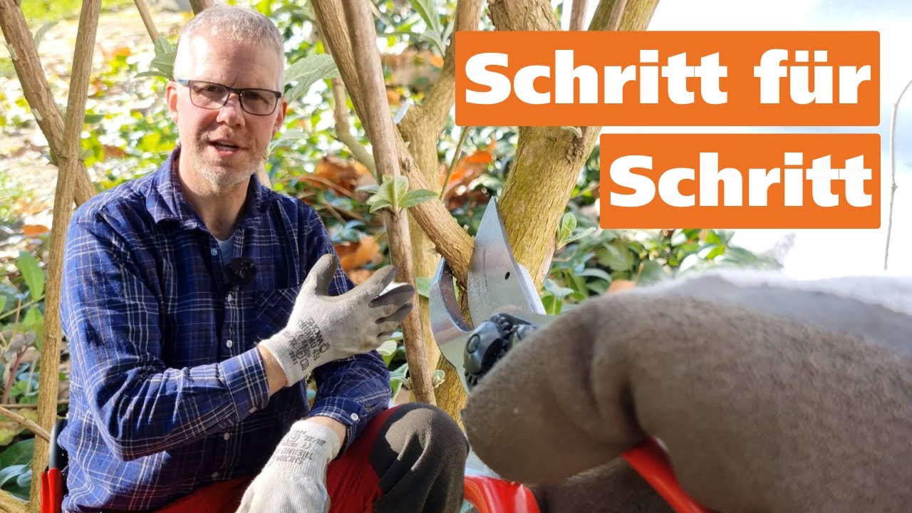 Sommerflieder richtig schneiden: So blüht er üppig & bleibt in Form! ✂️