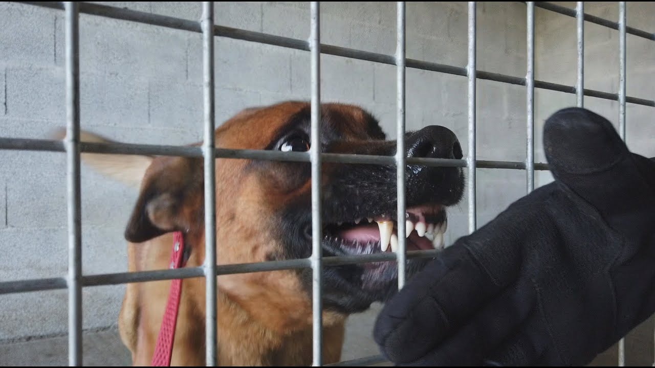 MALINOIS AGRESSIF PAR PEUR / ÉDUCATION CANINE NANTES / CENTRE DE FORMATION ÉDUCATEUR CANIN