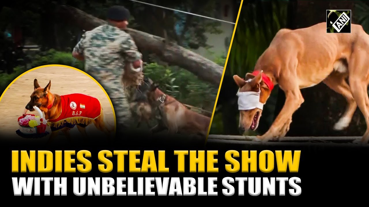 Watch: Indie dogs part of BSF&rsquo;s K9 squad steal the show with unbelievable, splendid stunts