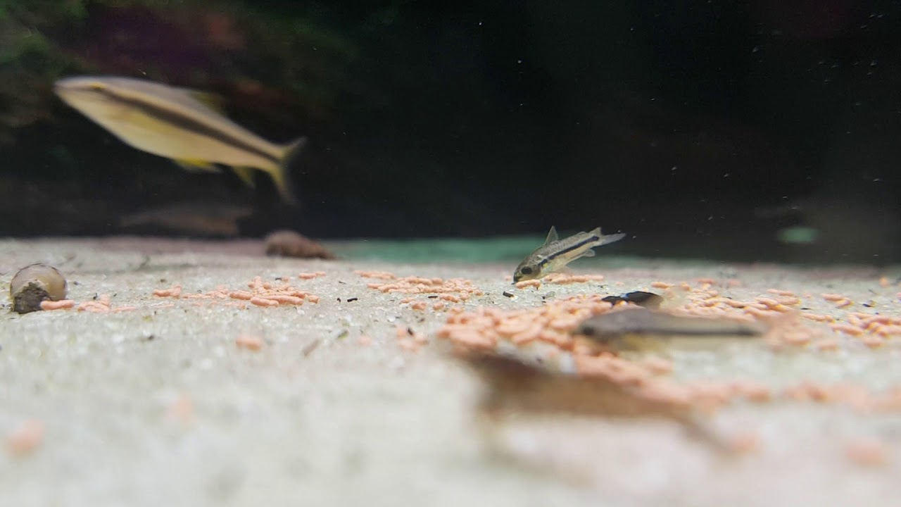 KIRYSEK PIGMEJ (CORYDORAS PYGMAEUS)
