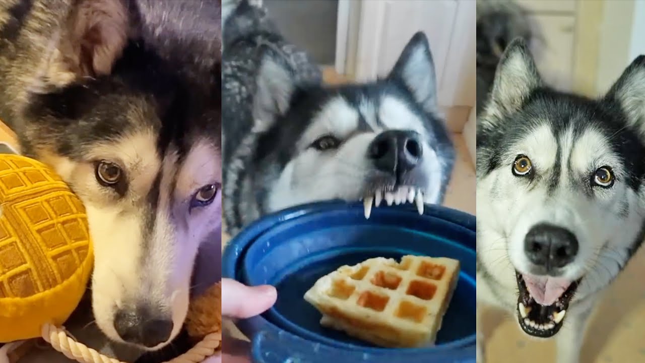 Funniest Times My Husky Demanded Waffles!