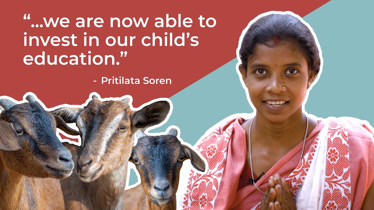 🐐+🐐+🐐= 😁 The Amazing Multiplying Effect of Goats - Heifer International