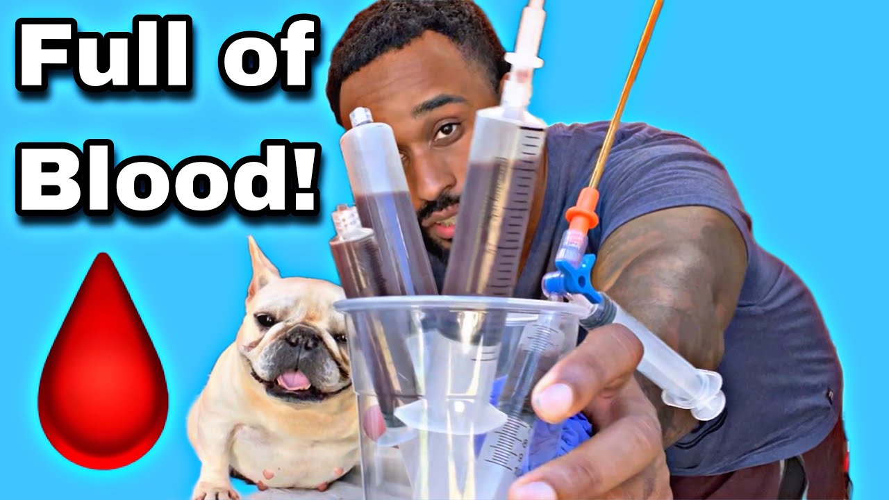 Female dogs Pooling blood!(Hematometra)🩸