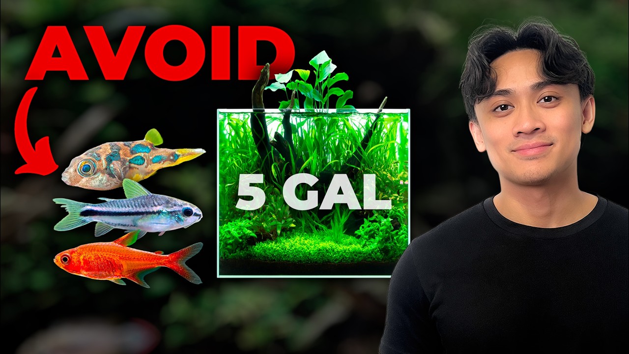 The Harsh Truth About 5 Gallon Fish Tanks