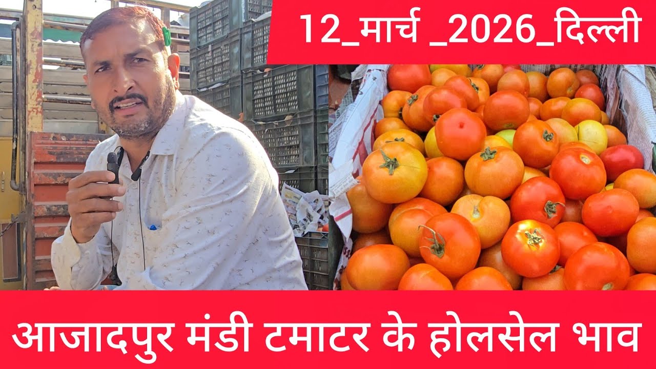 March 12, 2026 दिल्ली 🍅टमाटर के भाव azadpur Delhi mandi today tomato market price #tomatomarket 