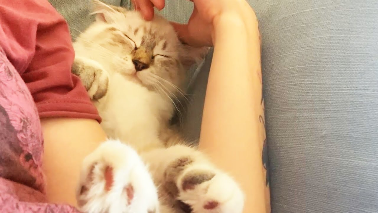 Mary les chatons et le graal ( on dirait un titre de film ) | #8