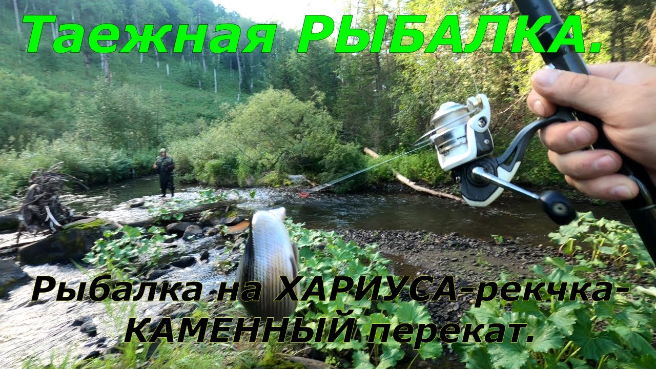 Рыбалка на ХАРИУСА/Проверка ТАЕЖНОЙ Речушки/Речка выдала партию ХАРИУСА. 4К