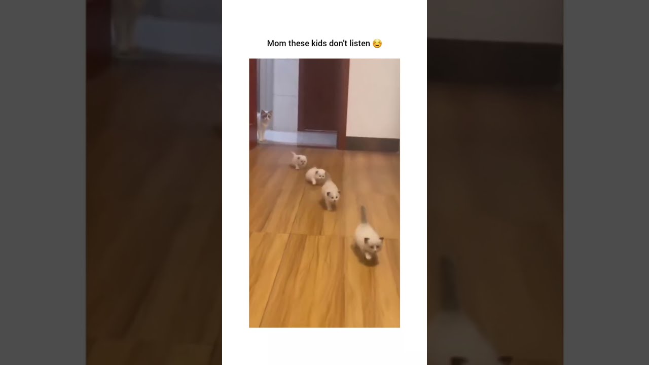 Cute Kitten Viral Video Clip 2023 #funny #funnyvideo #funnybaby #coolpeachy #viralvideo #trending