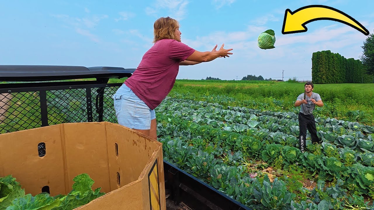 Harvesting Cabbage On A Small Vegetable Farm