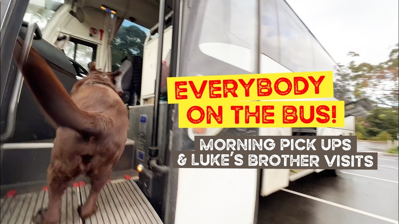 Morning Doggy Bus Pick Ups and Luke’s Brother Visits