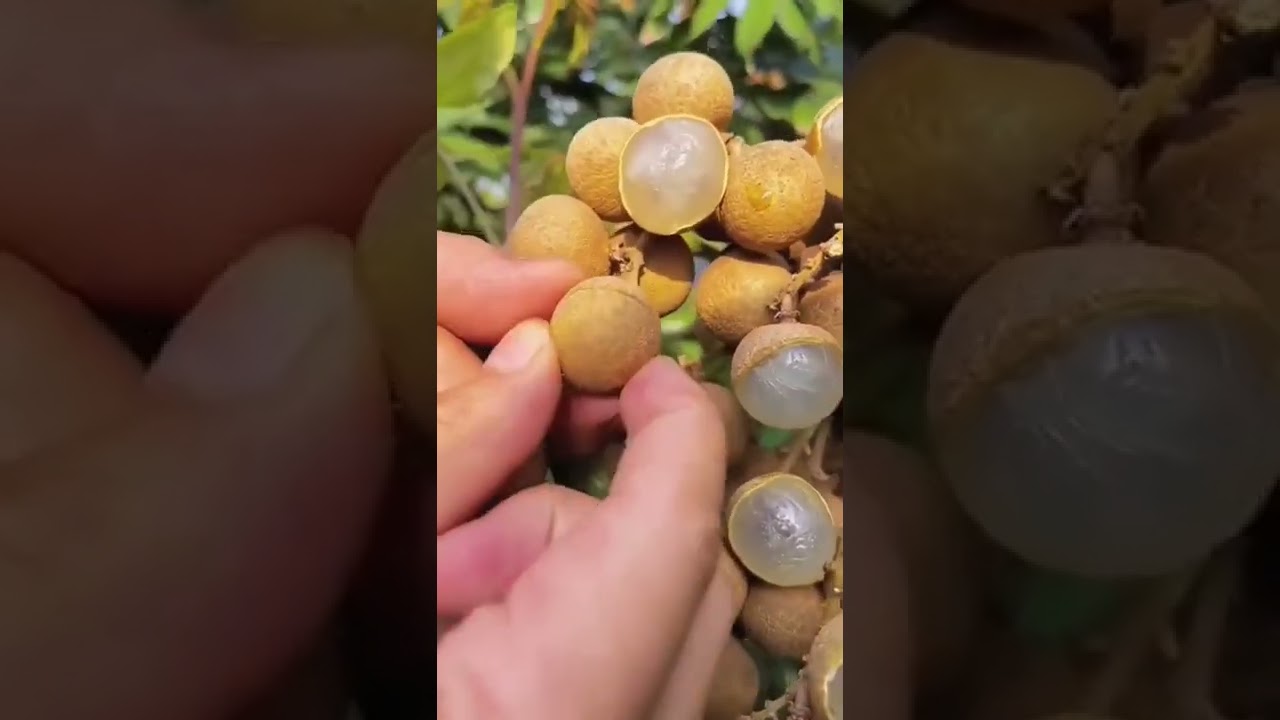 Longan fruit, soapberry family Sapindaceae فاكهة عيون التنين 🐲🐉