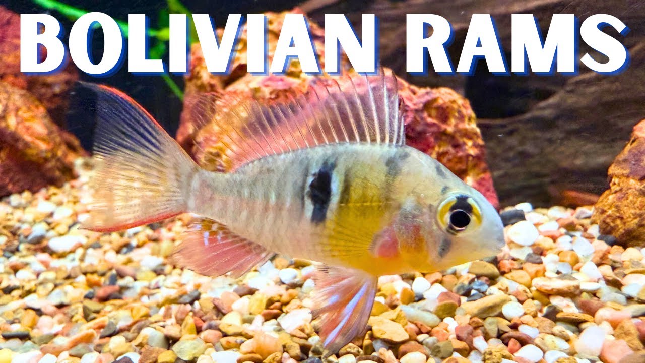 How to Keep Bolivian Ram Cichlids (Care & Breeding Guide)