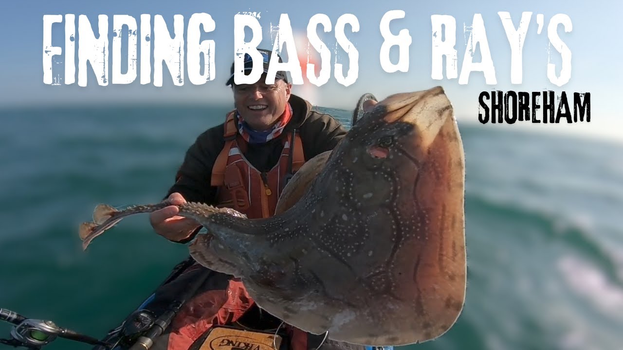 Hunting Tope..... but catching Bass and Rays - lovely, impromptu evening session!
